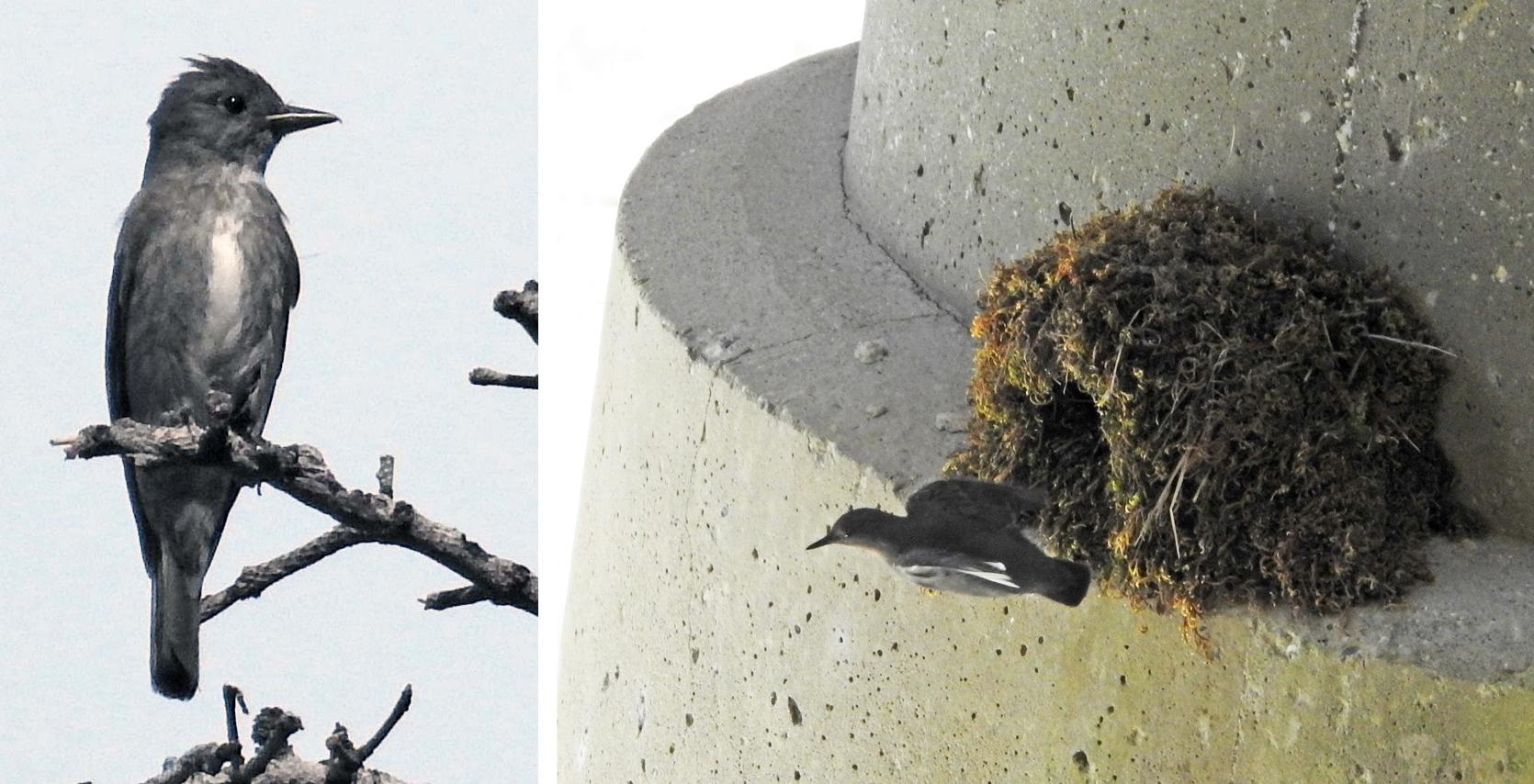 Olive-sided Flycatcher (adult) — American Dipper (adult)