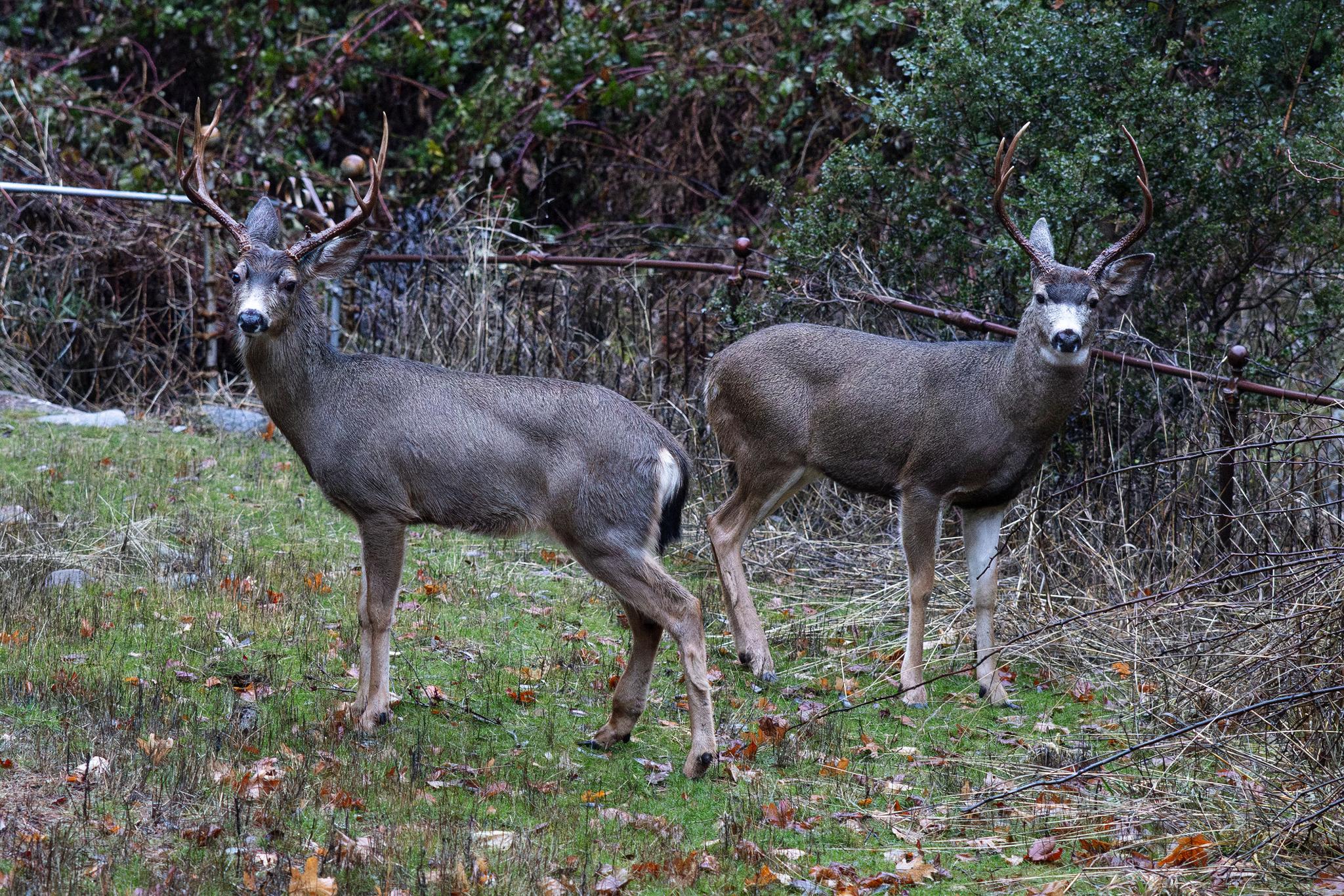 Mule deer bucks in a Downieville yard earlier this year.