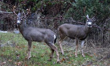 CDFW Seeks Public Input for Deer Conservation and Management Plan