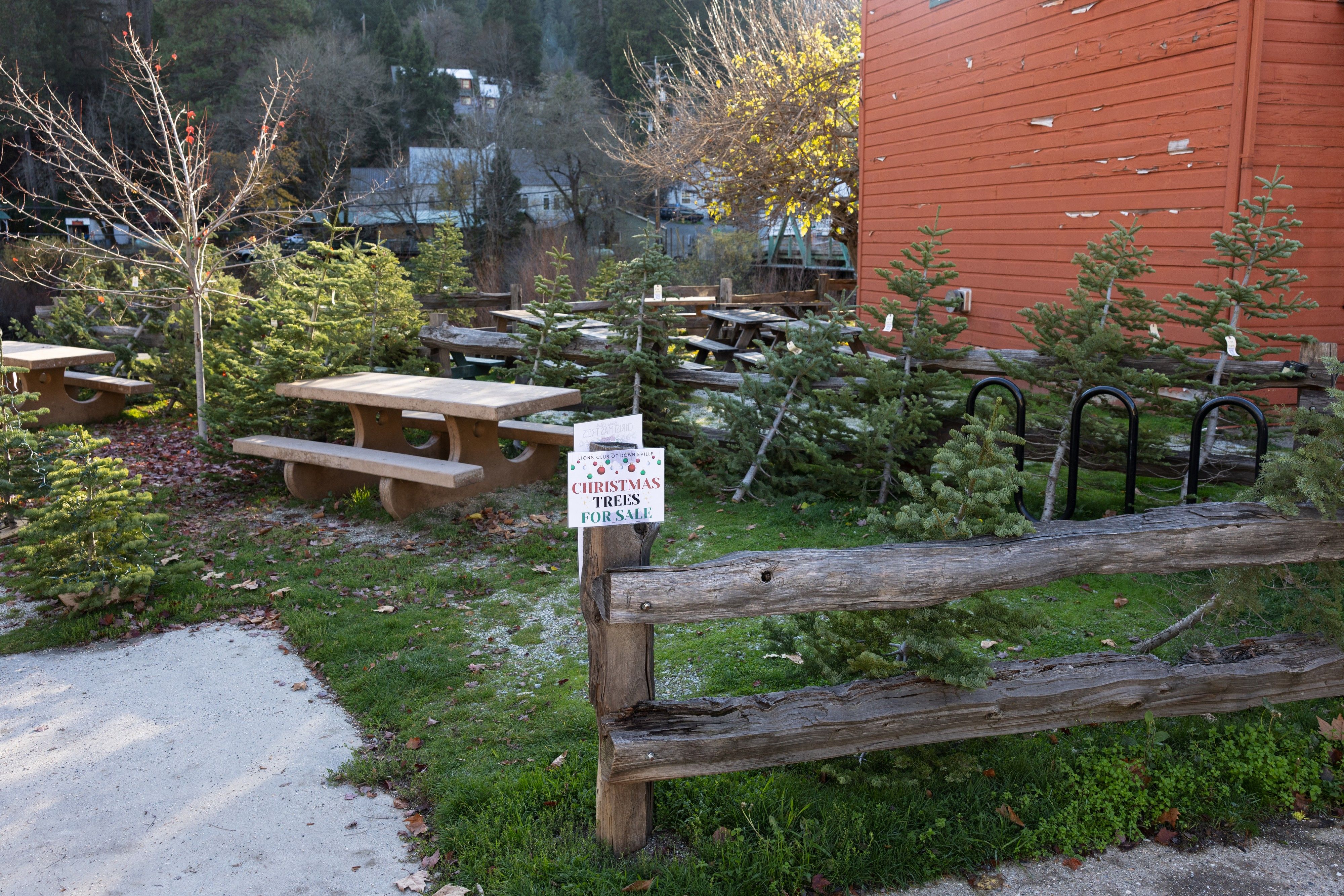 Lions Club and National Forests Offering Christmas Trees