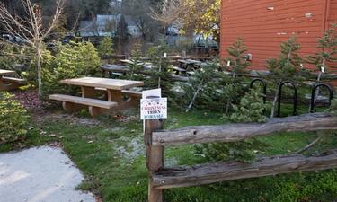 Lions Club and National Forests Offering Christmas Trees