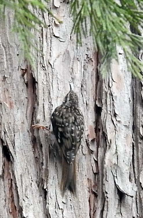 Brown Creeper — Certhia americana