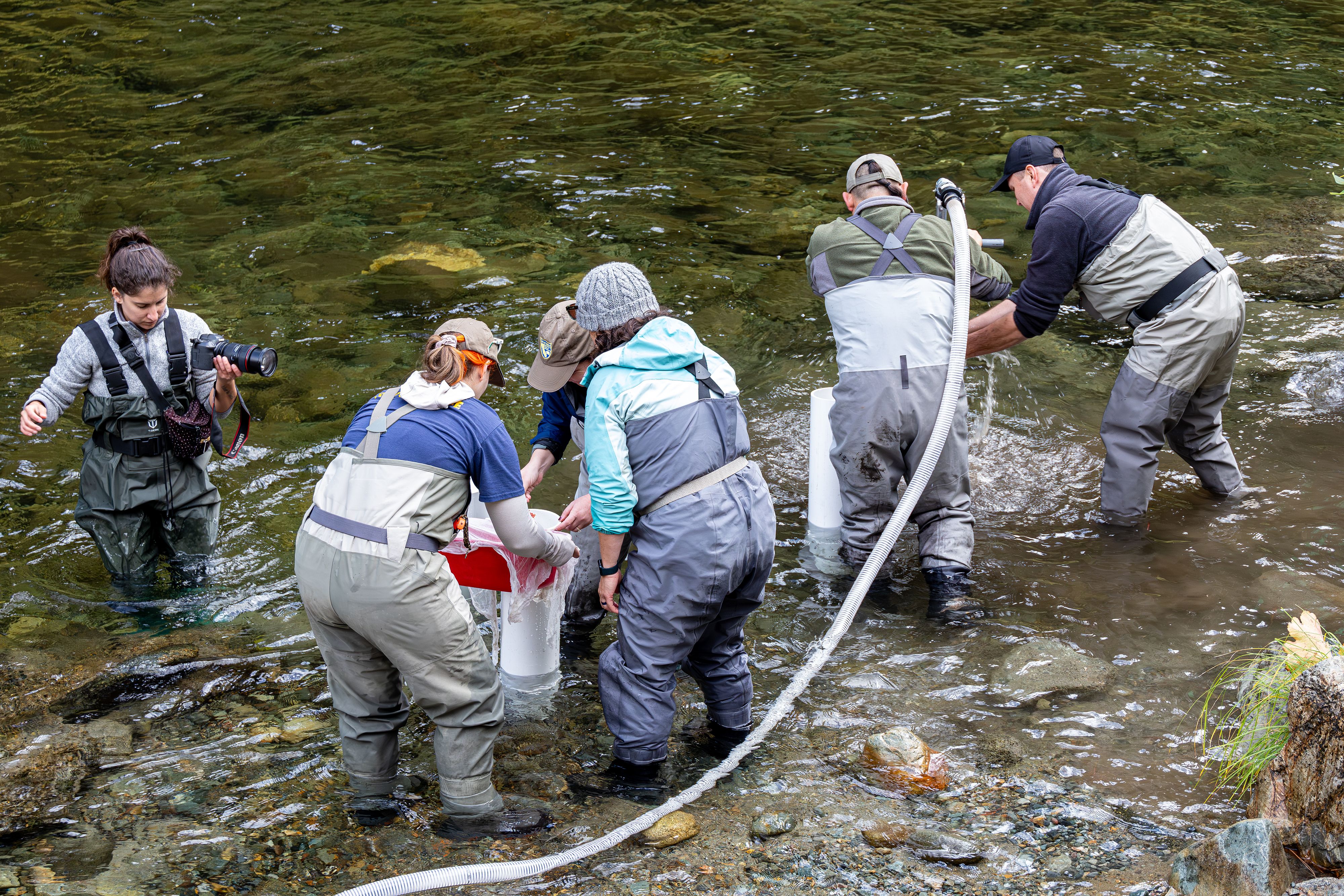 Salmon eggs were planted in the North Yuba River near Downieville in October. Photo provided by CDFW.