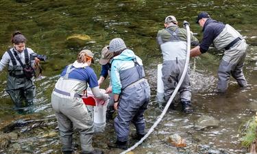 CDFW Expands Yuba River Salmon Study in Second Year