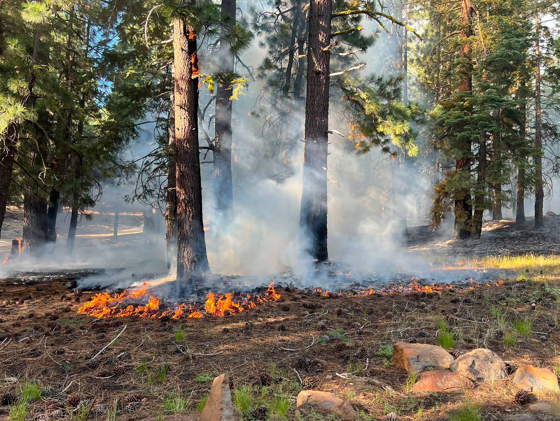 The Crystal Peak Fire advances in a treated area of the Humboldt-Toiyabe National Forest. Photo: Sierra County Sheriff’s Office.