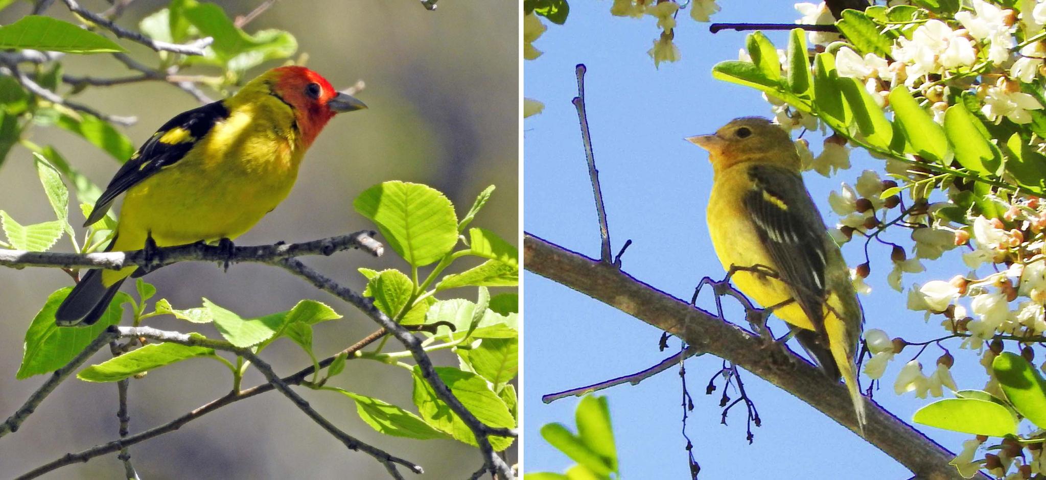 Western Tanager (male-female) — Piranga ludoviciana