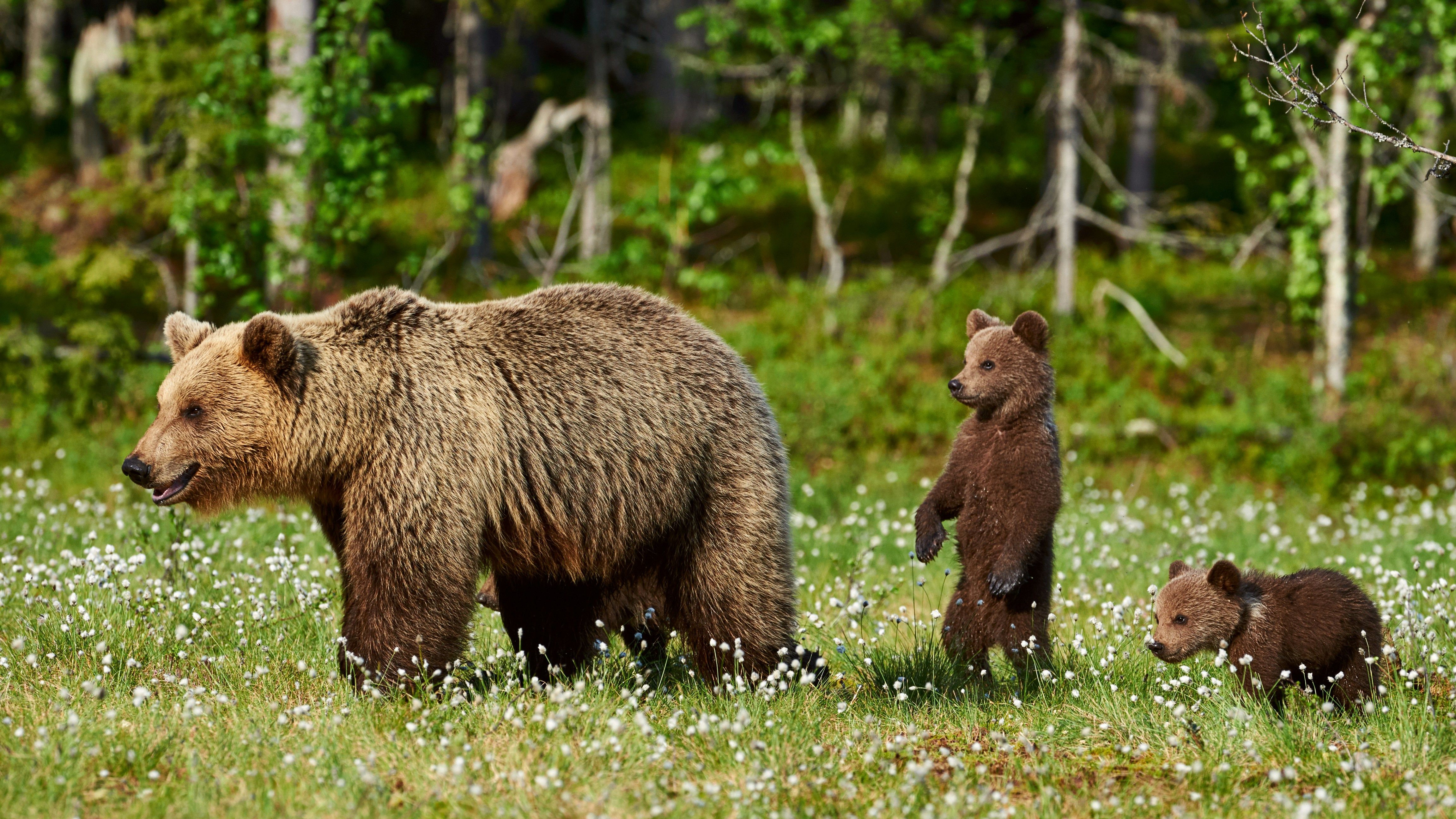 A grizzly bear and cubs.
