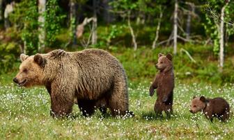 Senator Dahle Requests Constituents’ Opinions on Grizzly Reintroduction