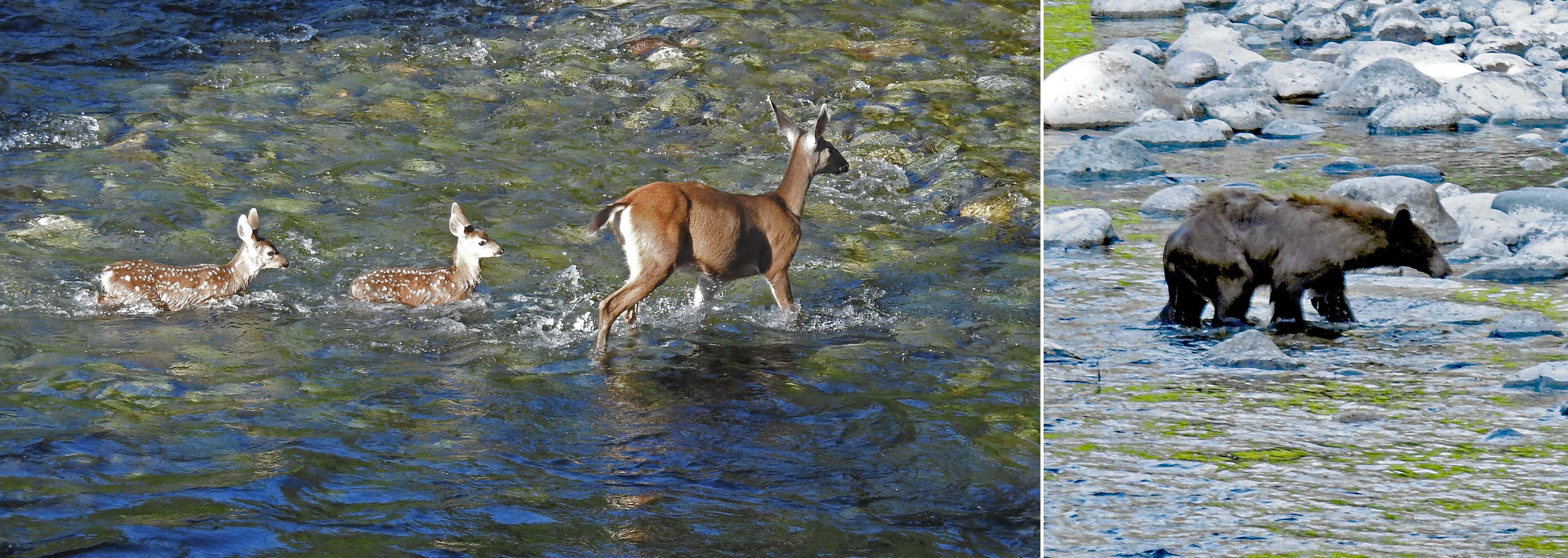 Columbian Black-tailed Deer (Doe with fawns) — Black Bear