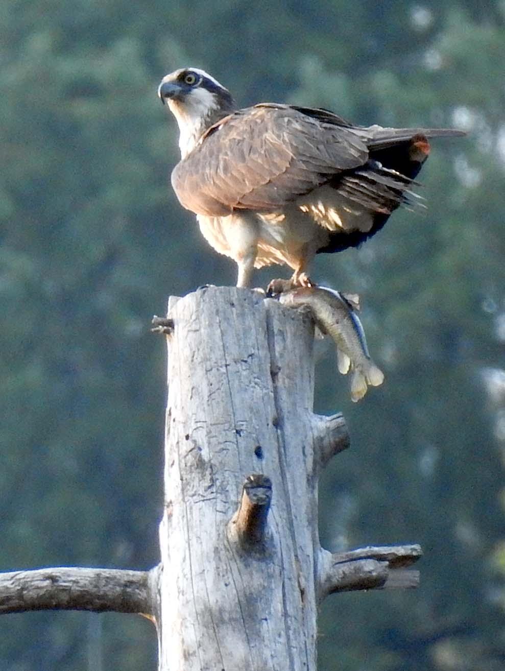 Osprey — Pandion haliaetus