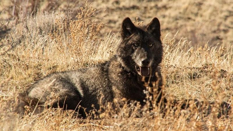 Image of a gray wolf shared by the California Department of Fish and Wildlife.