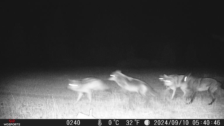 The Lassen Wolf Pack, captured in September of 2024. Photo courtesy of UC Davis.
