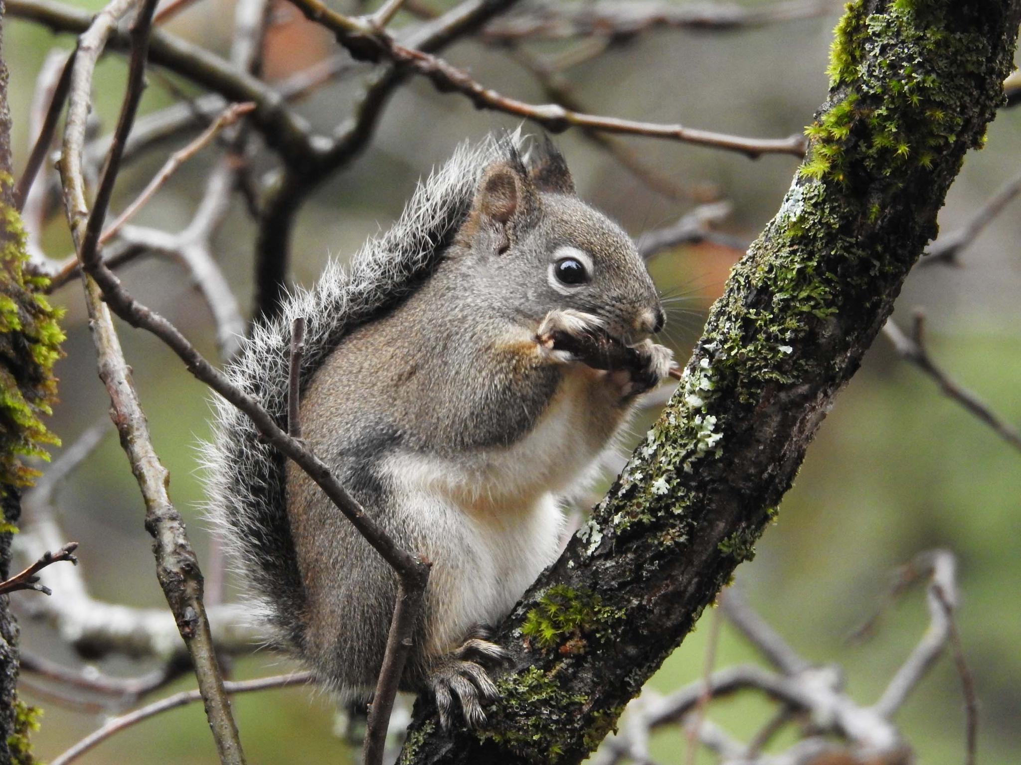 Chickaree or Douglas Squirrel — Tamiasciurus douglasii
