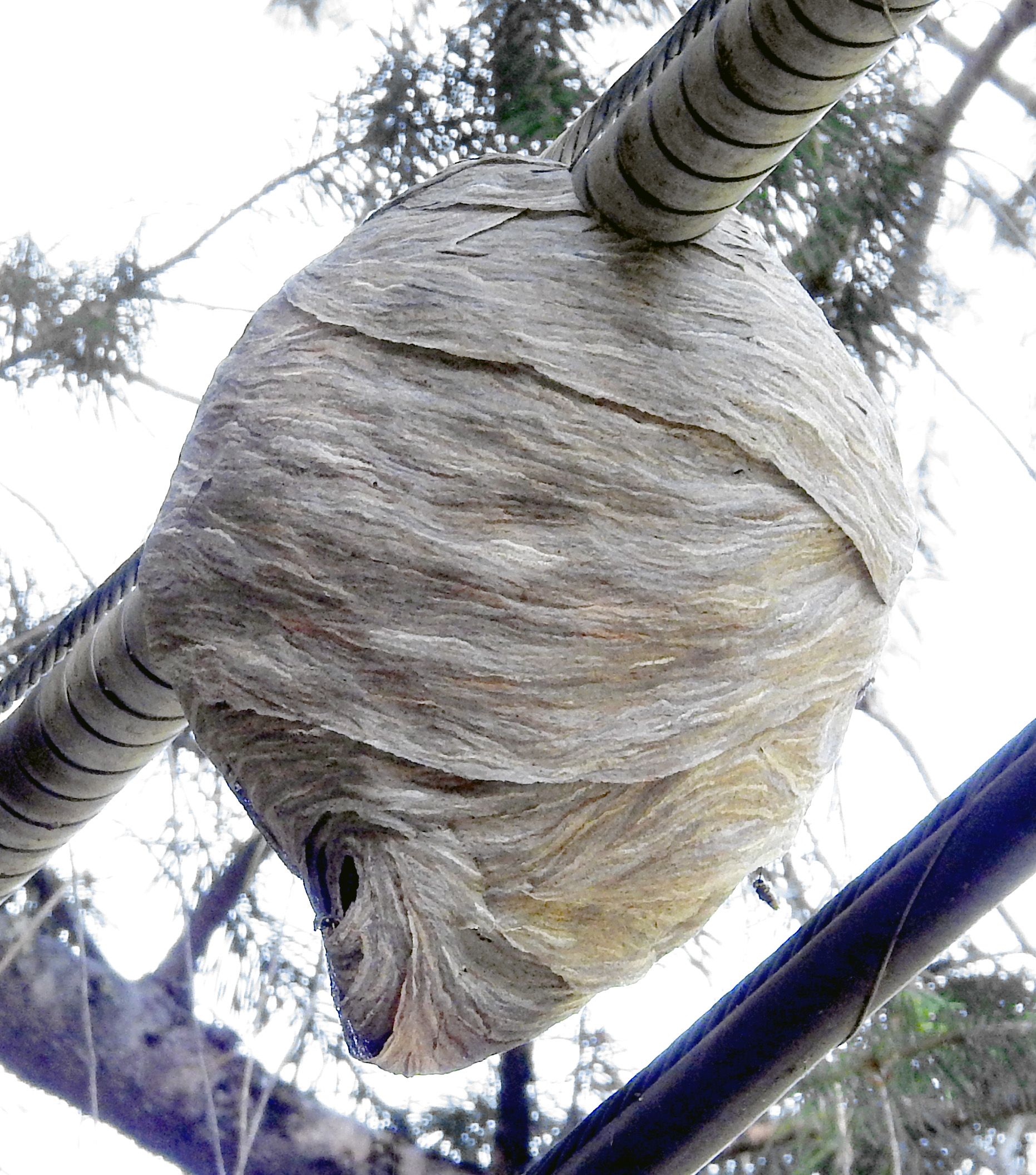 Common Aerial Yellow Jacket nest — Dolichovespula arenaria