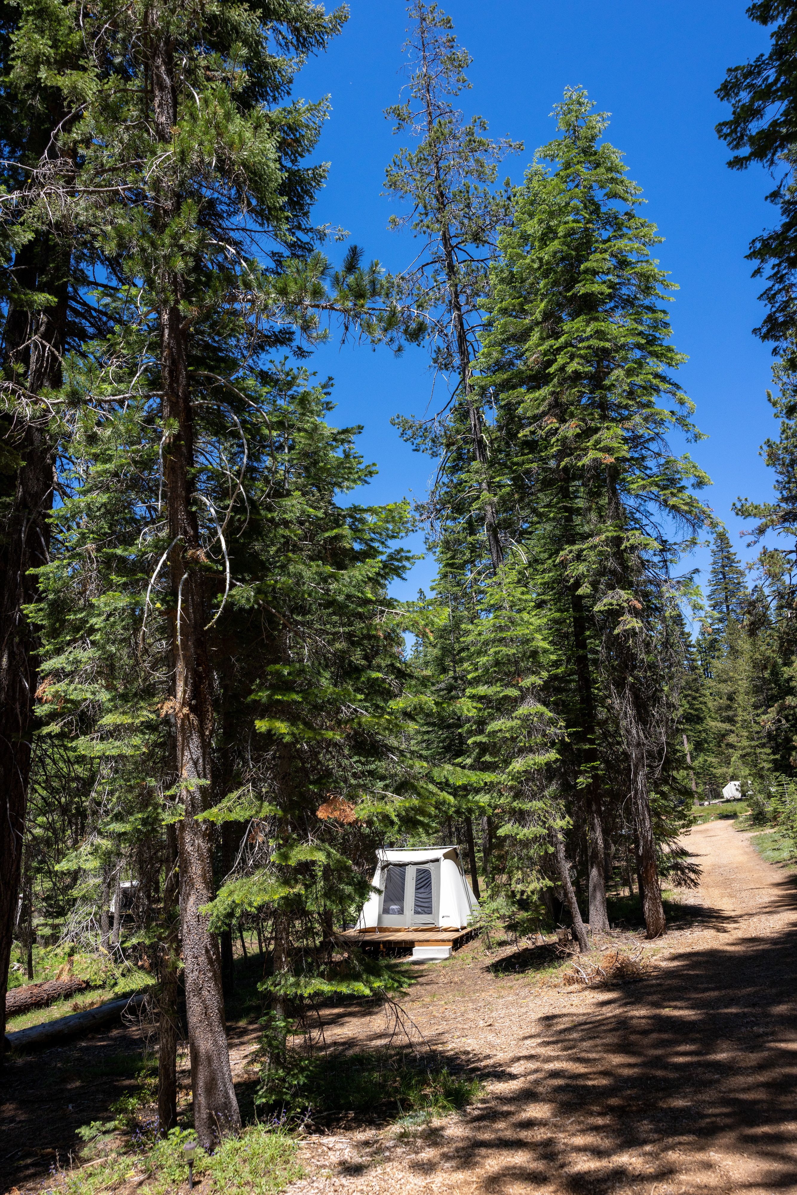 Semi-permanent tents are nestled in the trees along access roads