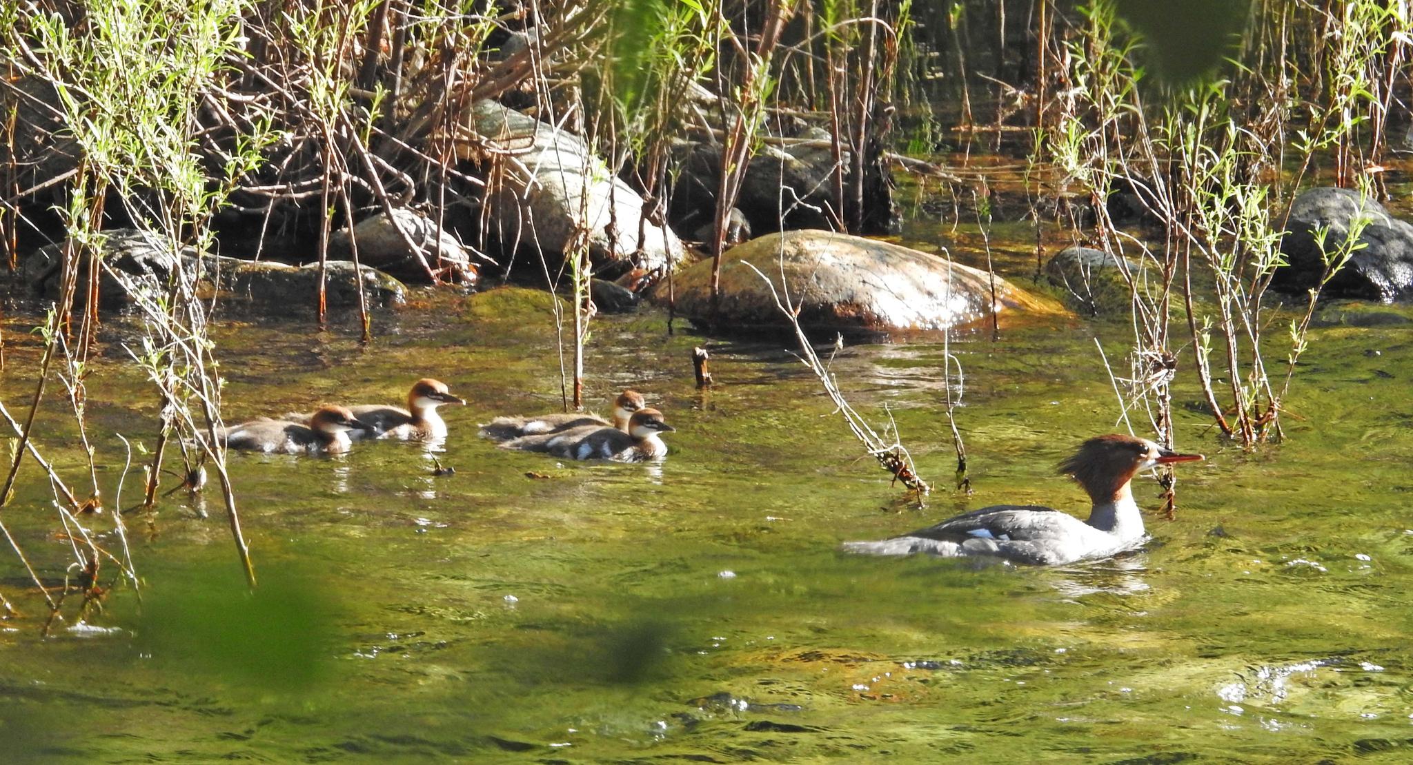 Common Merganser (female) and four ducklings — Mergus merganser