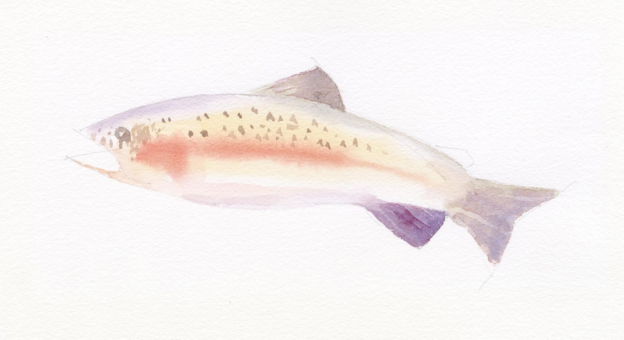 Drawing of a rainbow trout.