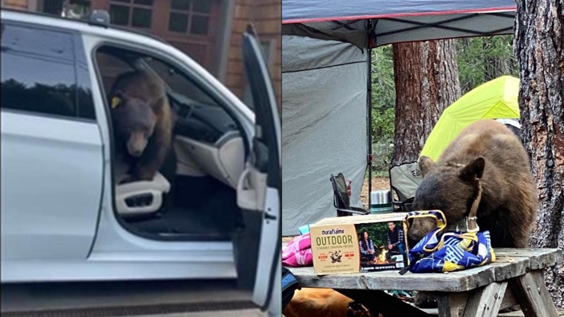 Photos shared by CDFW show Bear 717 in a vehicle and at a picnic.
