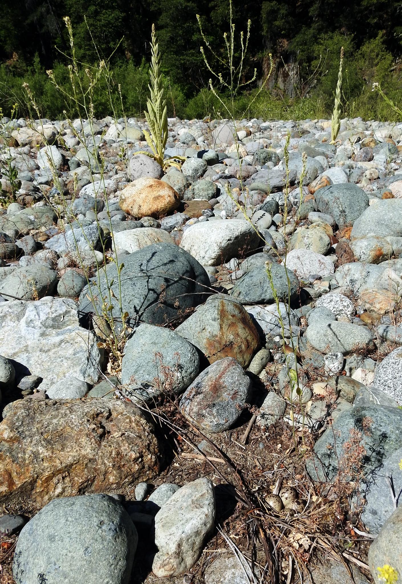 Spotted Sandpiper nest