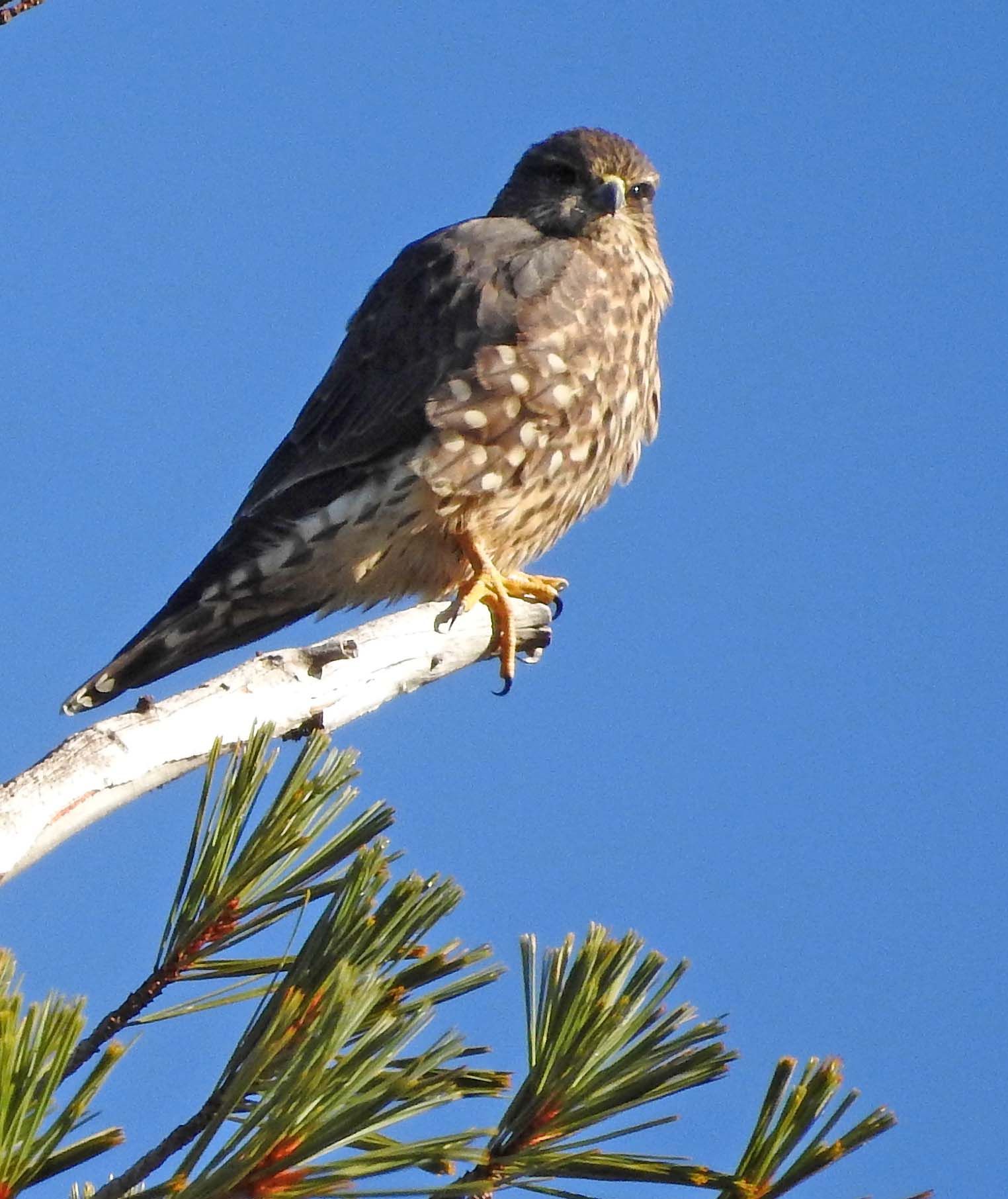 Merlin — Falco columbarius