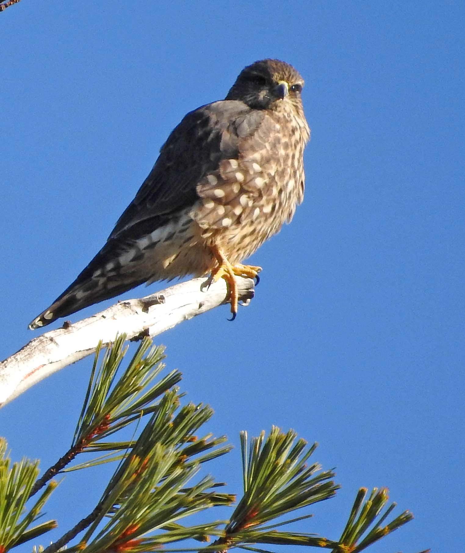 Merlin — Falco columbarius