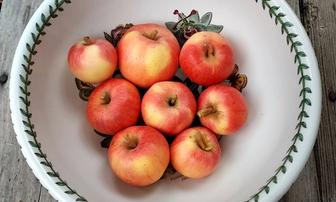 Southwest Sierra #120 – Cats, Part 2