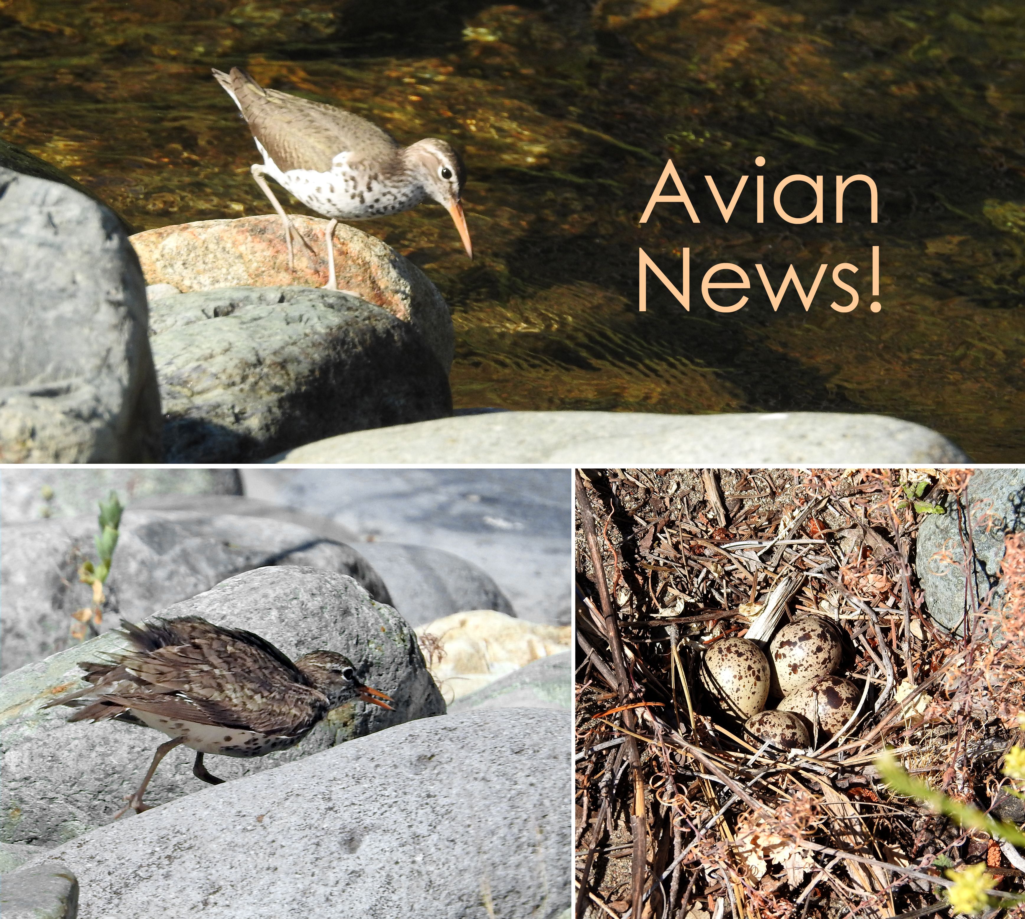 Spotted Sandpiper (adults) and nest with eggs — Actitis macularia