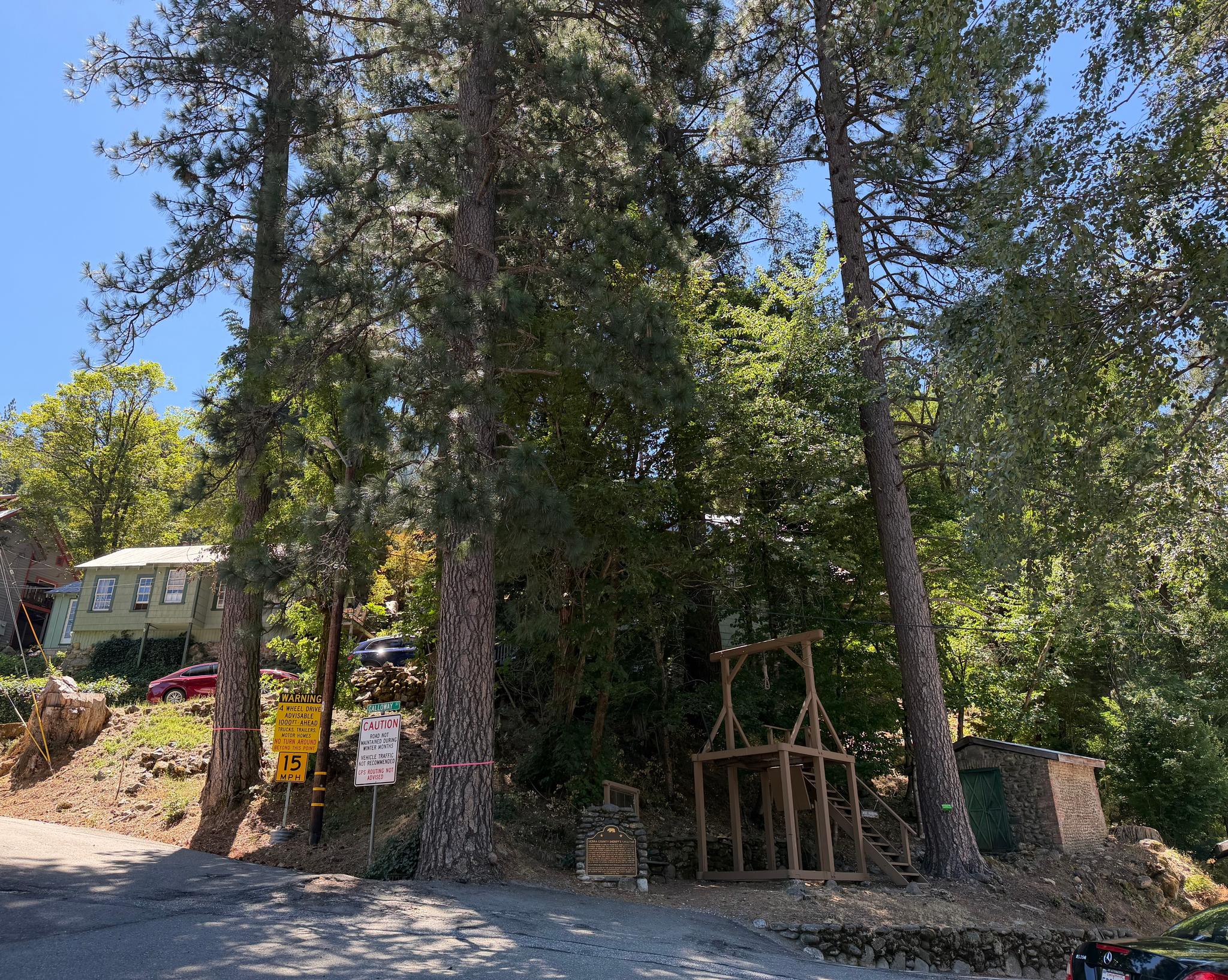 The trees near the Downieville gallows structure discussed in Tuesday’s meeting.