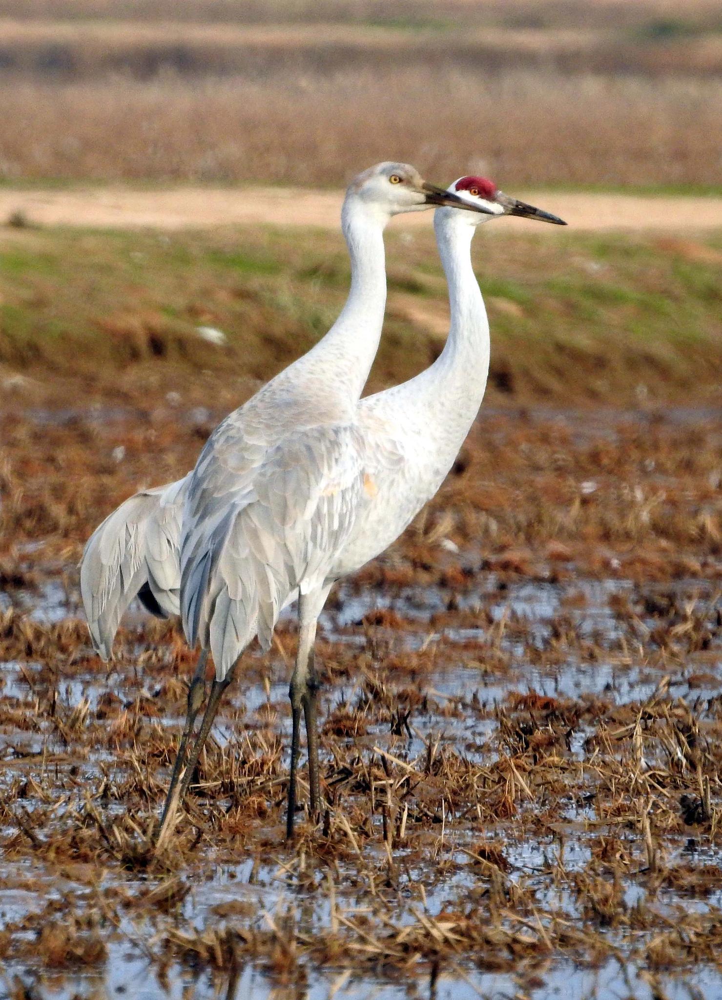 Sandhill Cranes (juvenile & adult) — Antigone canadensis