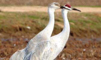 The Marysville Rice Fields!