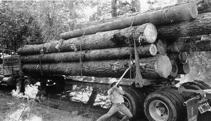 In 1977 Kevin at the age of 26 tightening down his load while working near Drum Forebay.