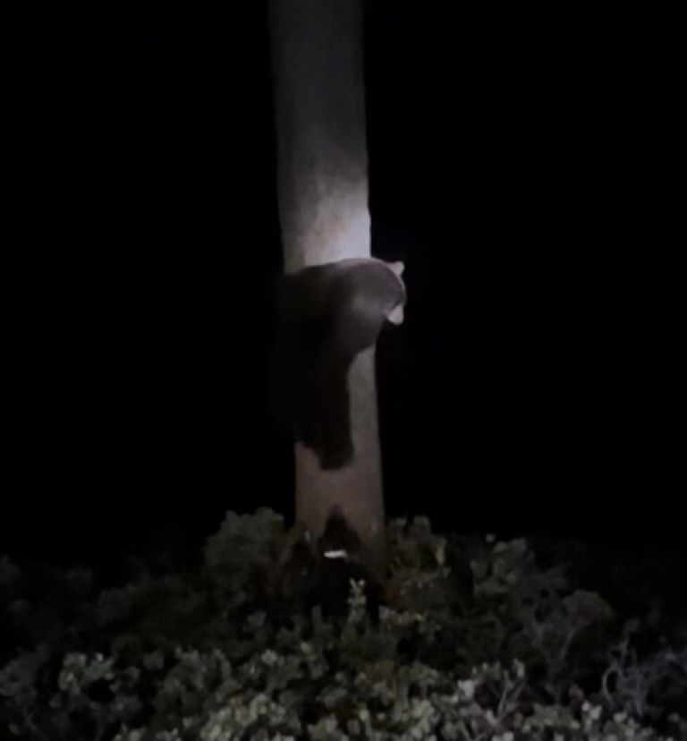 Bear that was “treed” by the defendants using illegal spotlights, descending into a pack of dogs the defendants used to illegally hunt the bear. Photo shared by the Sierra County District Attorney’s Office.