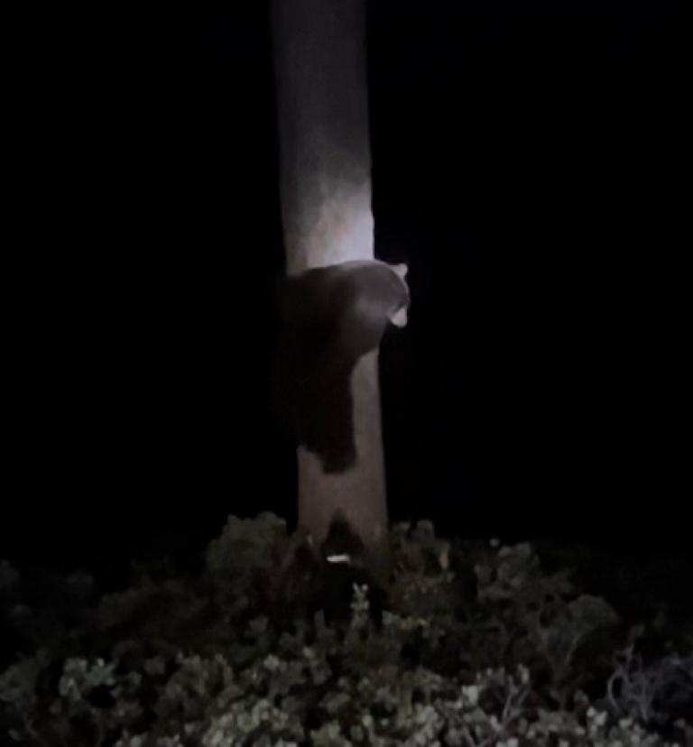 Bear that was “treed” by the defendants using illegal spotlights, descending into a pack of dogs the defendants used to illegally hunt the bear. Photo shared by the Sierra County District Attorney’s Office.