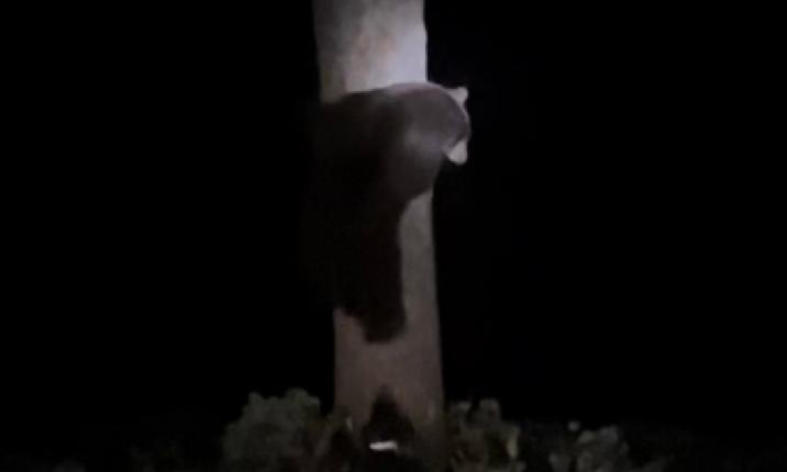 Two Plead Guilty to Poaching and Animal Cruelty Charges