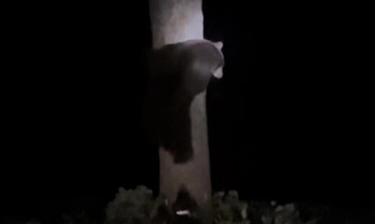 Two Plead Guilty to Poaching and Animal Cruelty Charges