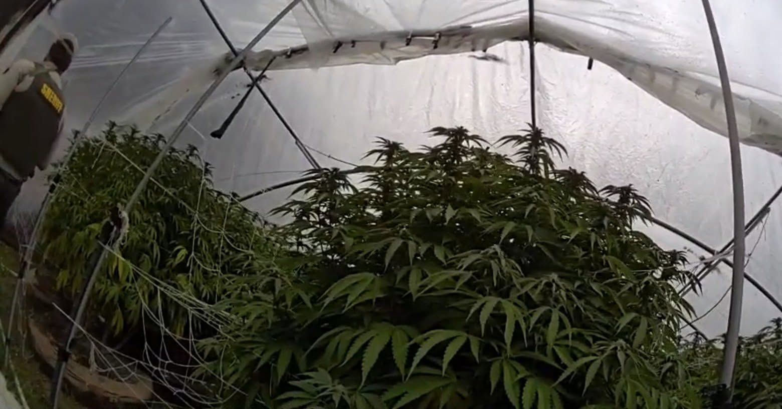 Nevada County Operation Destroys Nearly 15,000 Cannabis Plants