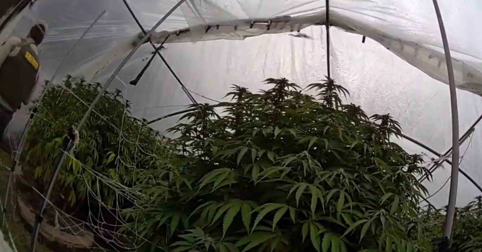 A photo of illegal cannabis plants shared by the Nevada County Sheriff’s Office.