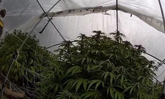 Nevada County Operation Destroys Nearly 15,000 Cannabis Plants