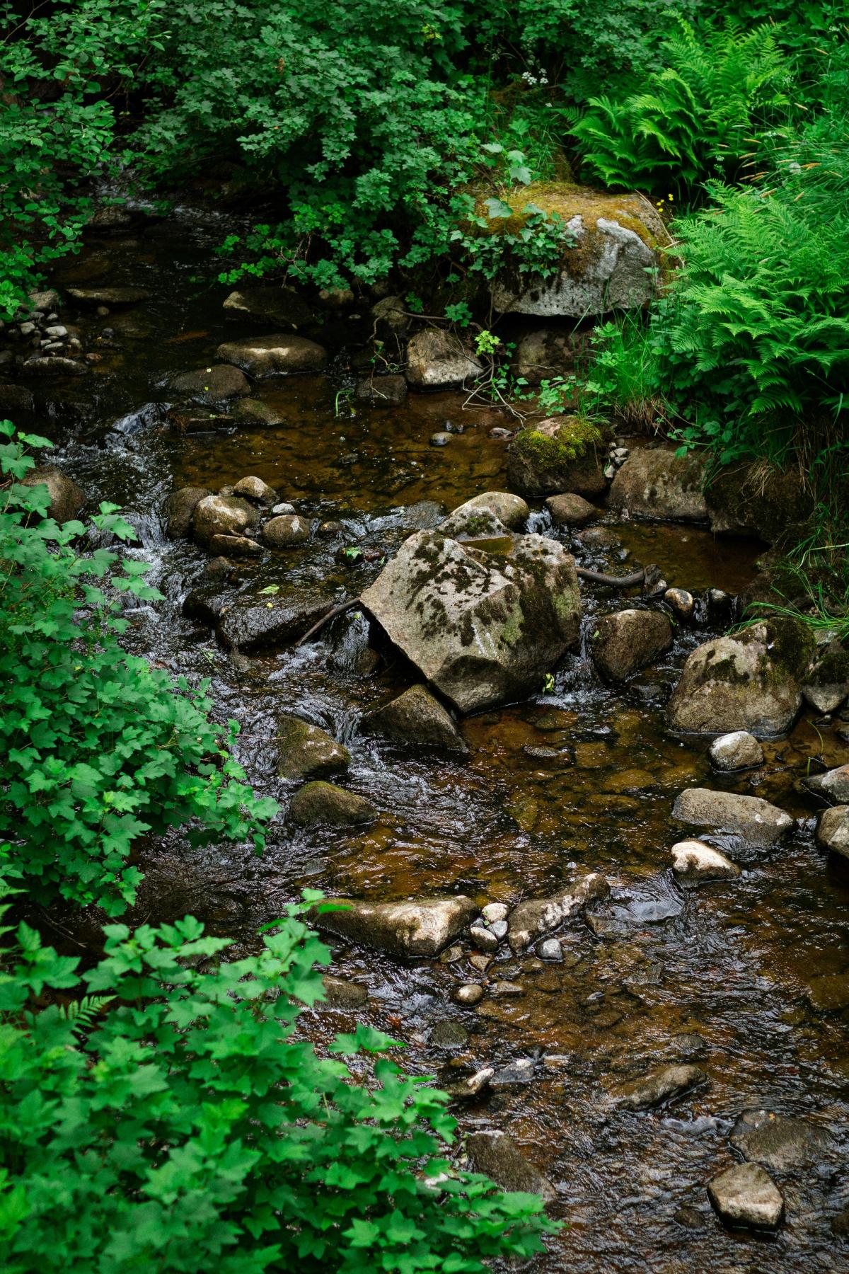 River Ravensbourne clean up project