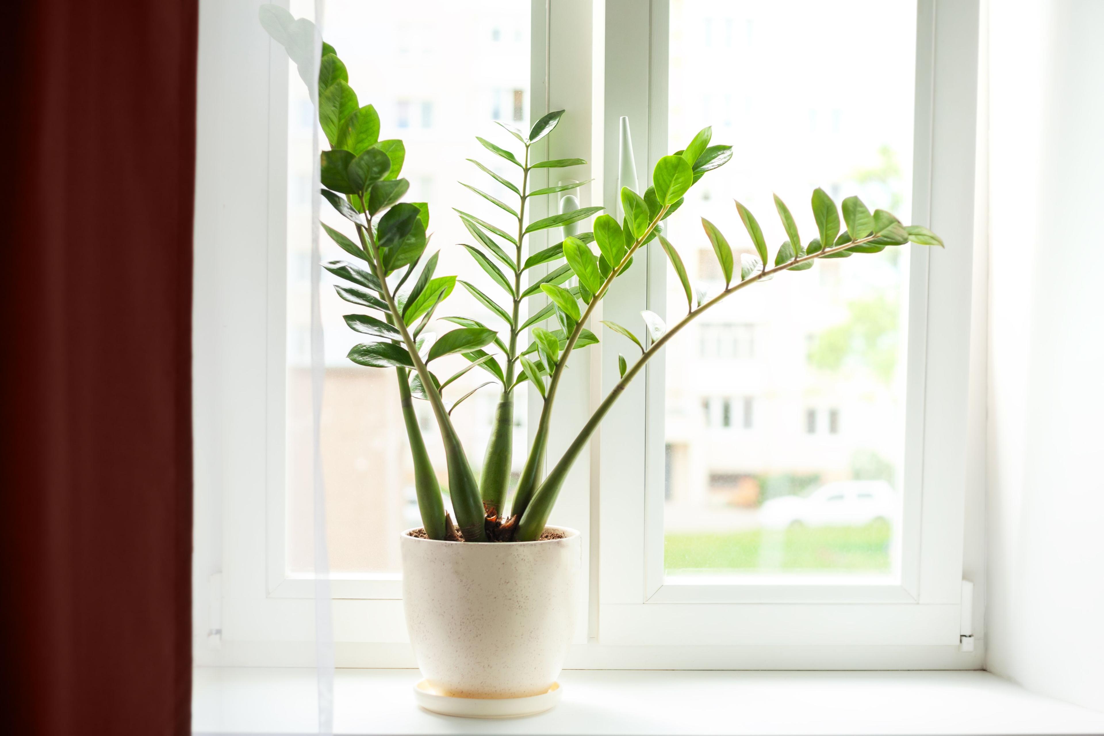 Bilde til «Grønne planter som trives på badet»