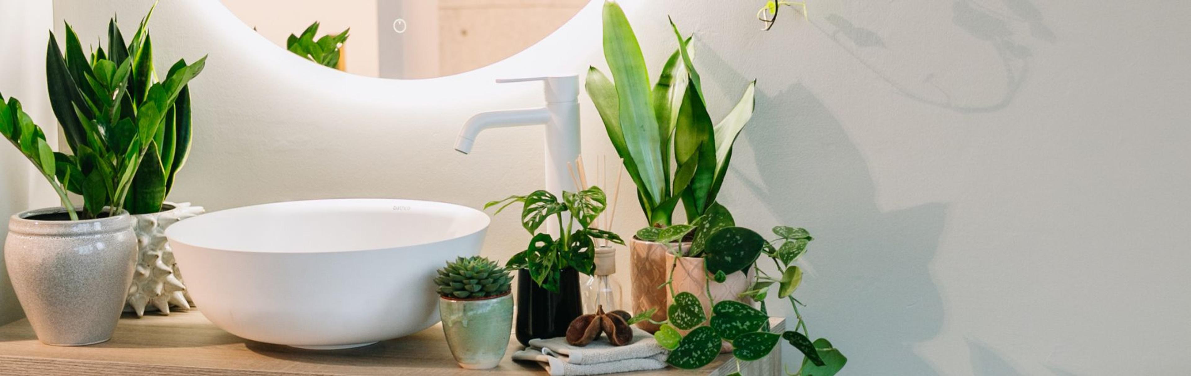 Bilde til «Grønne planter som trives på badet»