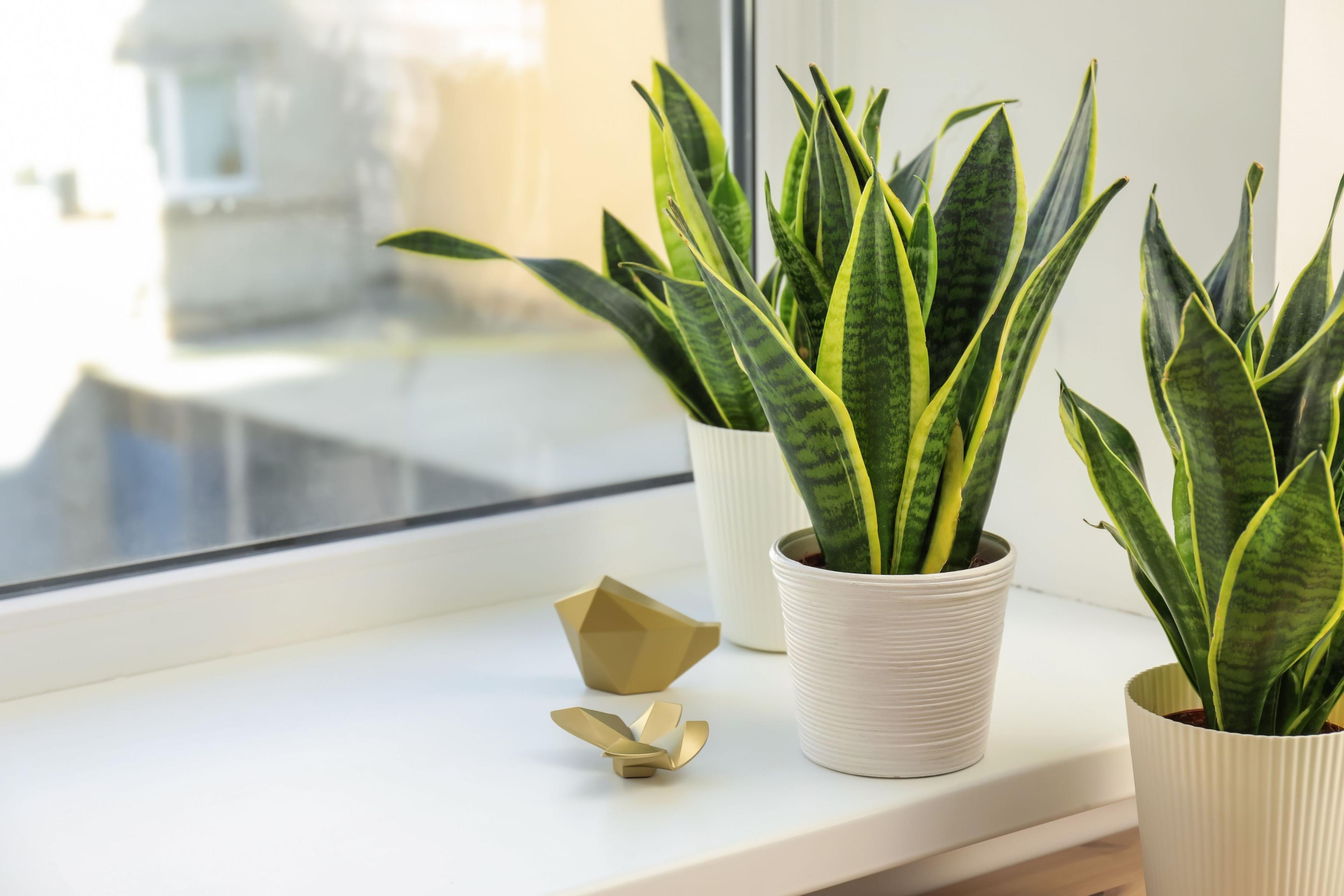 Bilde til «Grønne planter som trives på badet»