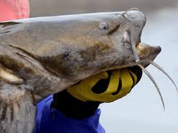 Cover image for Early Bass Bites & Nighttime Catfish Action (Aug 31, 2025)