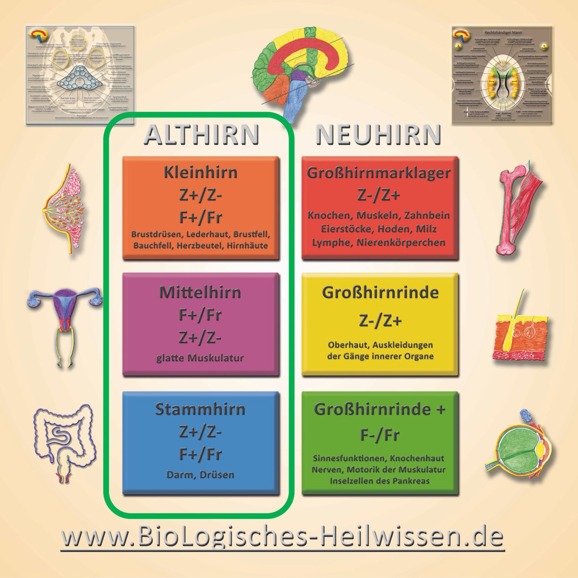 Grafik zur Einteilung der Organe nach Althirn und Neuhirn im BioLogischen Heilwissen. Das Althirn ist hervorgehoben.