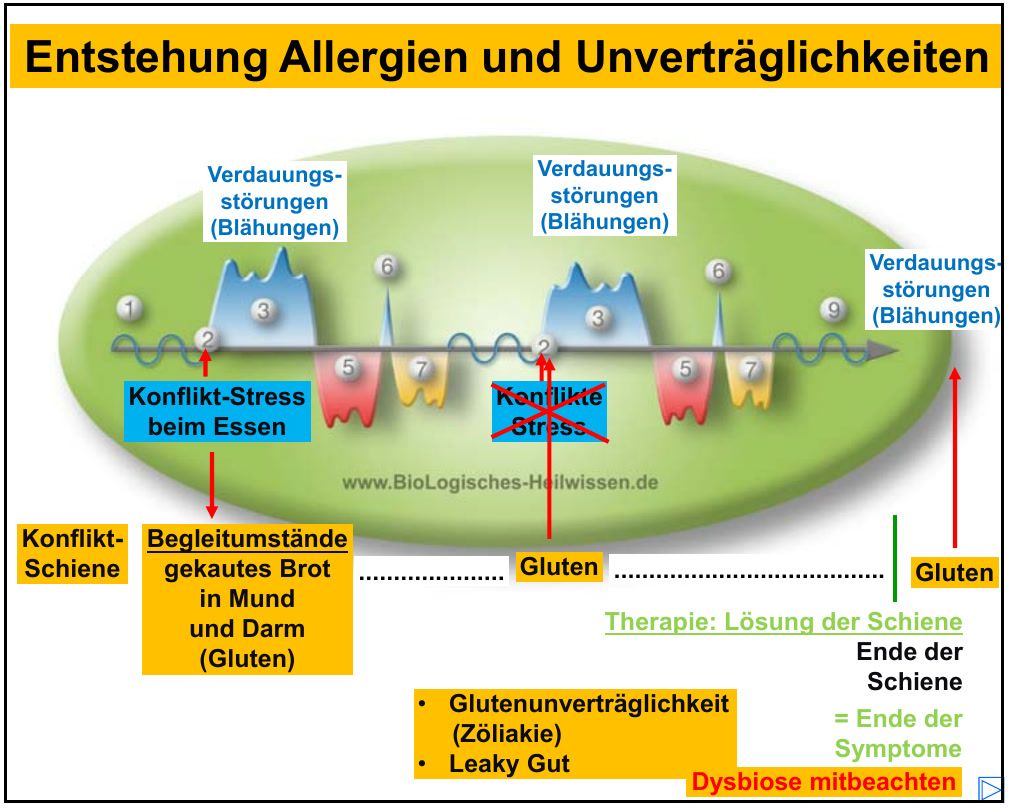 Folie zur Entstehung von Unverträglichkeiten: Gluten wird als Begleitumstand zur Schiene