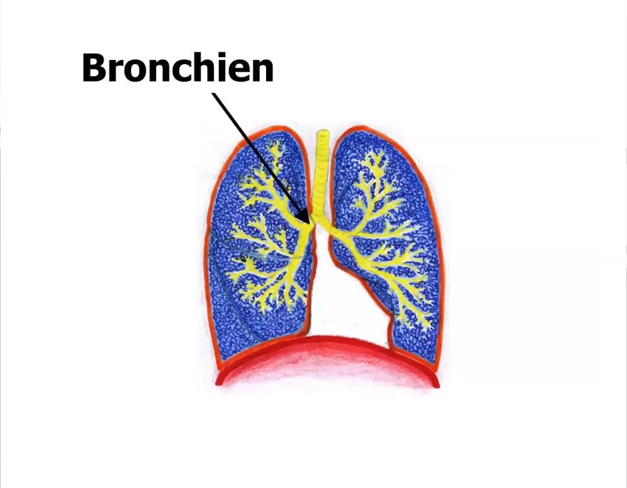 Schematische Darstellung der Lunge mit dem Bronchialbaum (C Asthmapräsentation Rainer Körner)