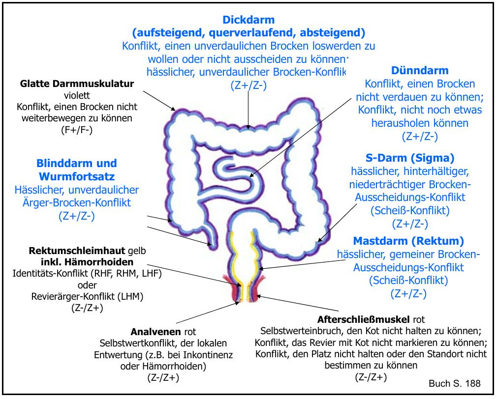 Übersicht über die Darmabschnitte und ihre Themen, von Dünndarm über Dickdarm bis zum Mastdarm