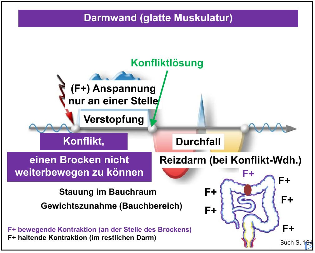 Verlaufskurve zur Darmmuskulatur: Verstopfung in der Anspannung, Durchfall in der Lösung