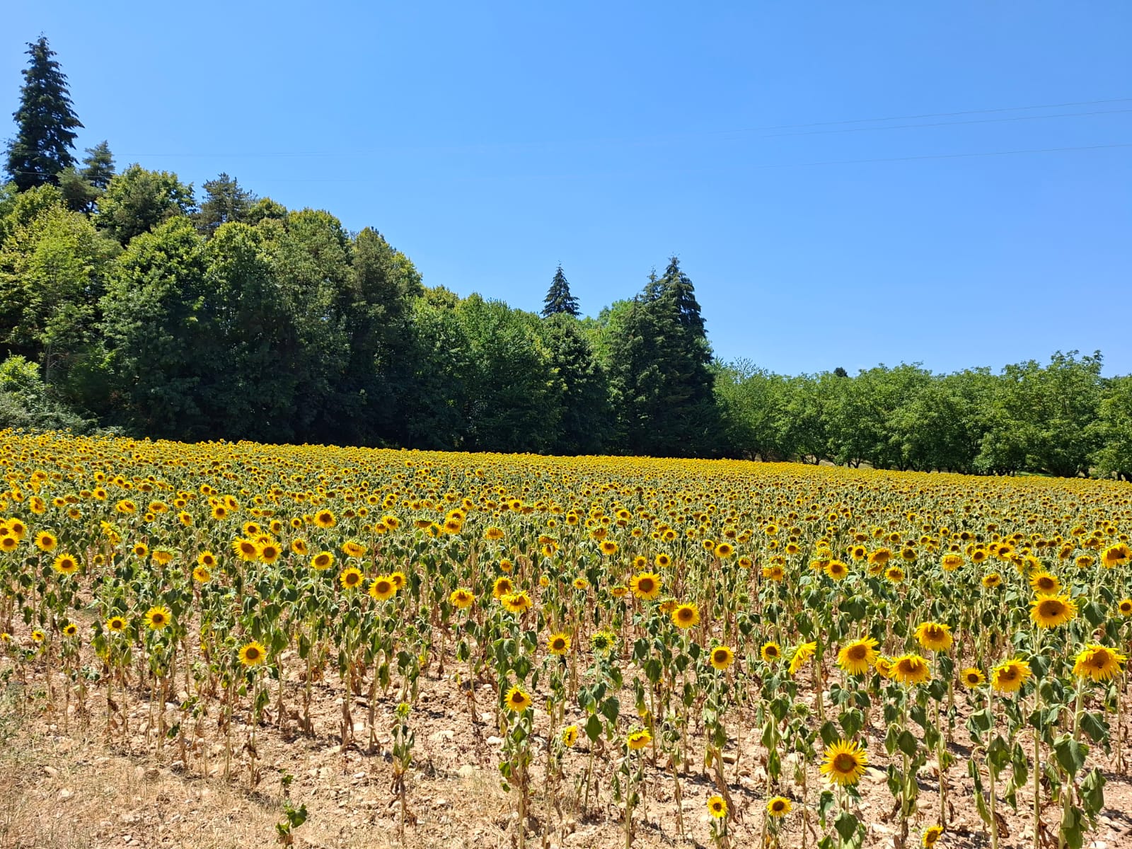 Champ de tournesols en fleurs dans la campagne iséroise