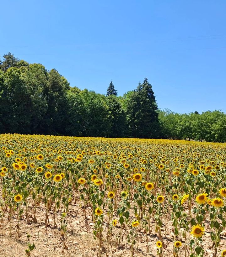 Champ de tournesols en fleurs dans la campagne iséroise